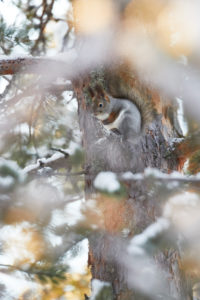 Red squirrel, Sciurus vulgaris, Sciurus vulgaris varius, Finland, winter Red squirrel, Sciurus vulgaris, Sciurus vulgaris varius, Finland, winter